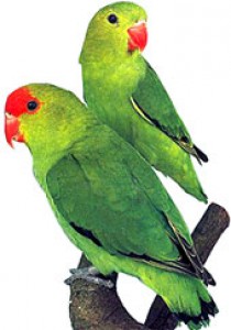 agapornis etiopsky