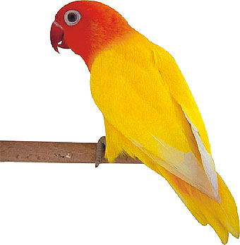 agapornis lutino