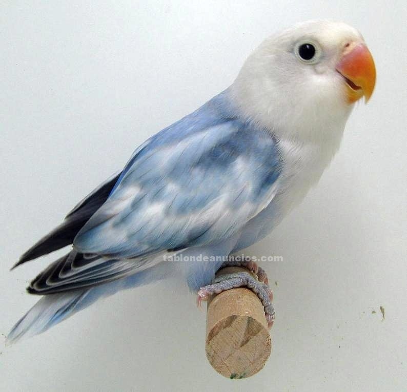 agapornis fisher(modry)