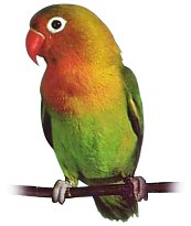 Agapornis_fischeri