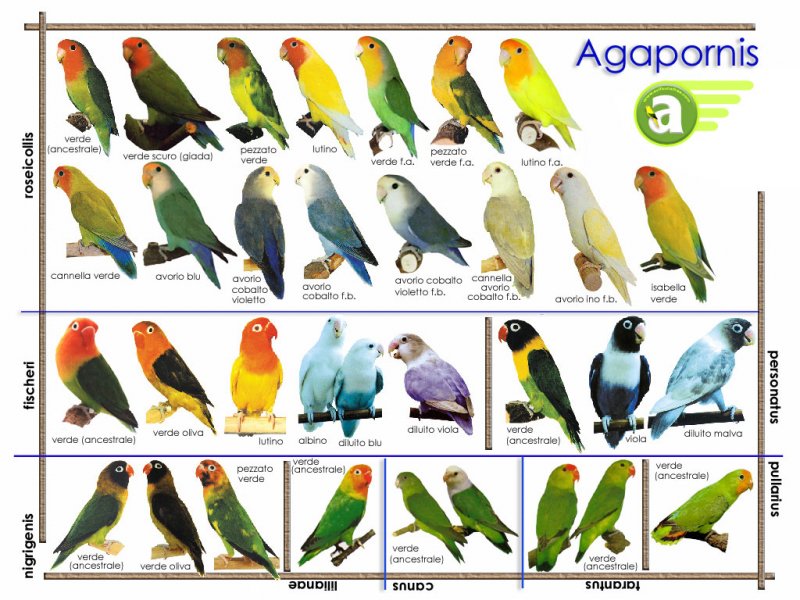 desk_agapornis_1