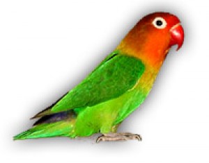 agapornis fisher