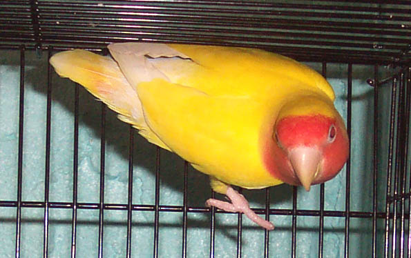 agapornis lutino2